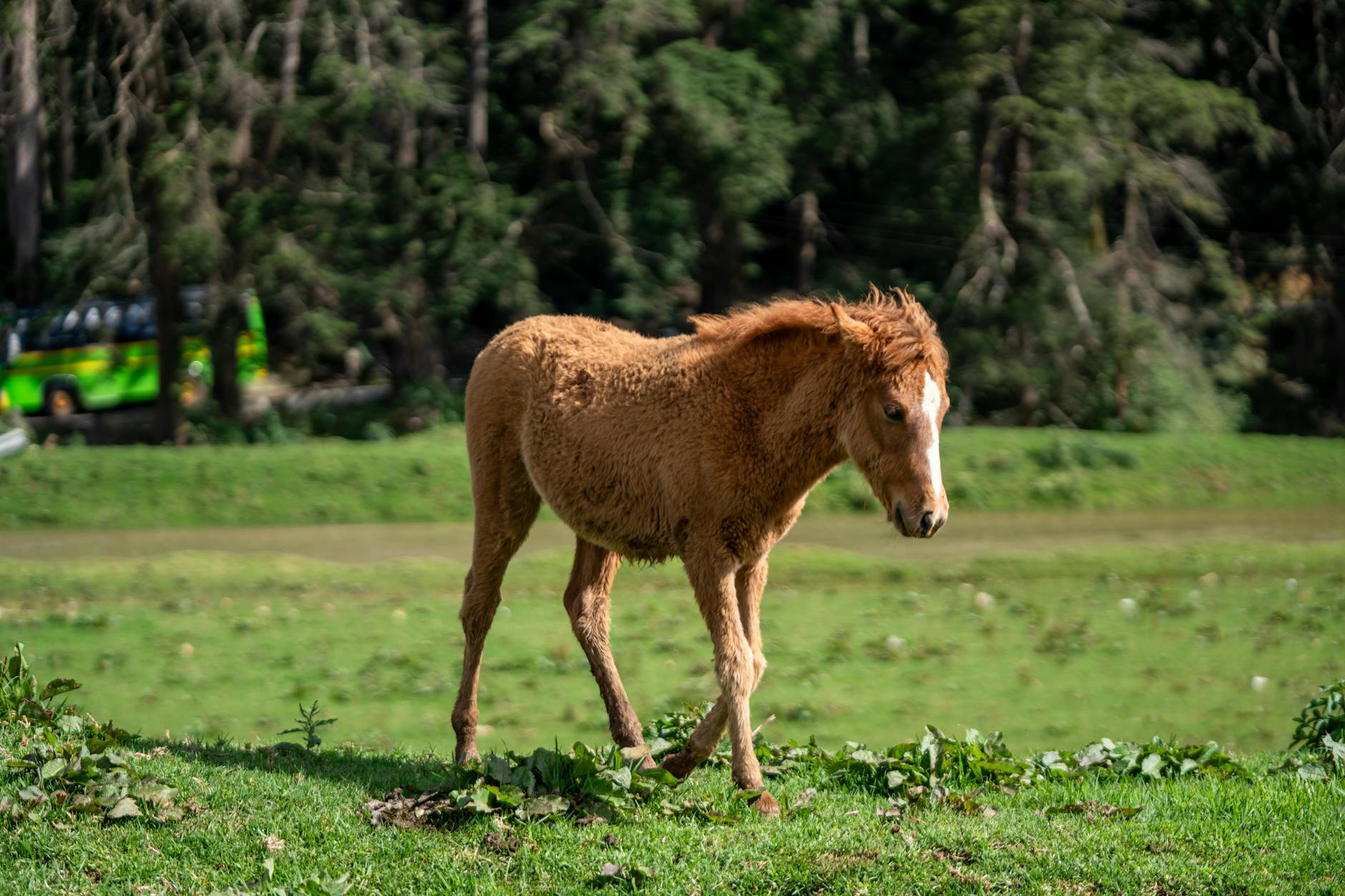 Discover average horse weights by breed and age, learn measurement methods, and understand why a horse’s weight matters for optimal care.