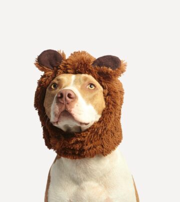 Meet the fluffy, lovable dogs that could be mistaken for real-life teddy bears or wild bears due to their thick coats and irresistible charm.
