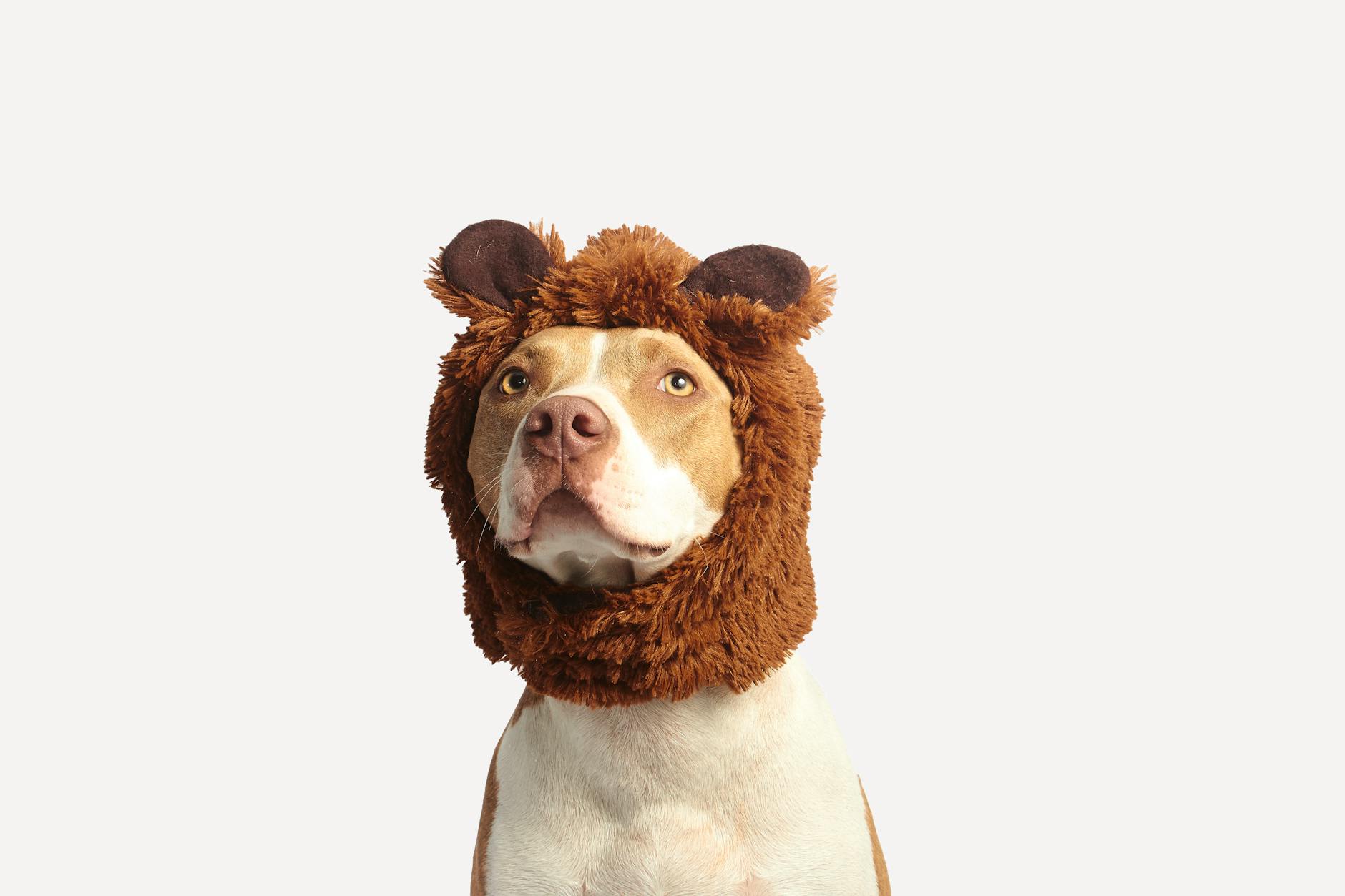 16 Dog Breeds That Look Just Like Bears (And Why We Love Them) Meet the fluffy, lovable dogs that could be mistaken for real-life teddy bears or wild bears due to their thick coats and irresistible charm.