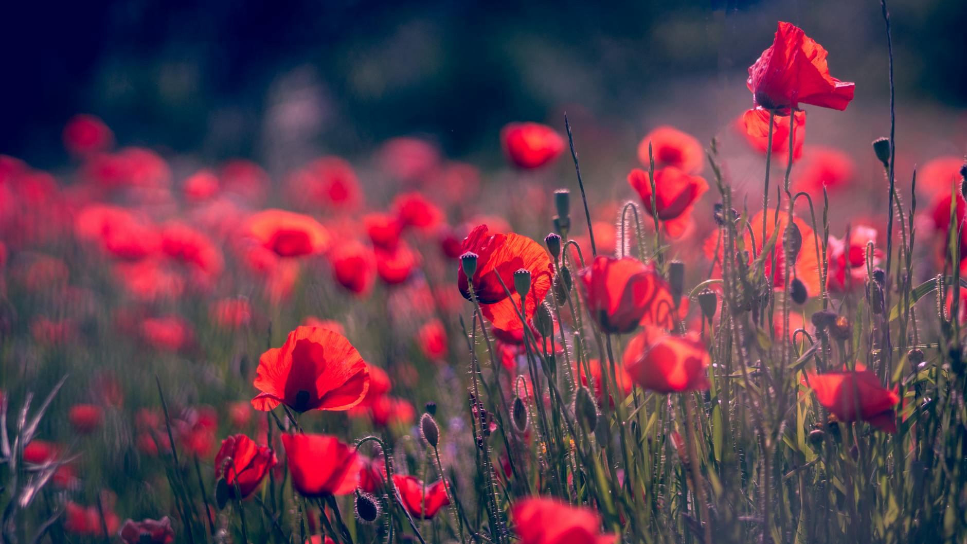 Discover stunning varieties of red flowers to add vibrant color and visual interest to your landscape