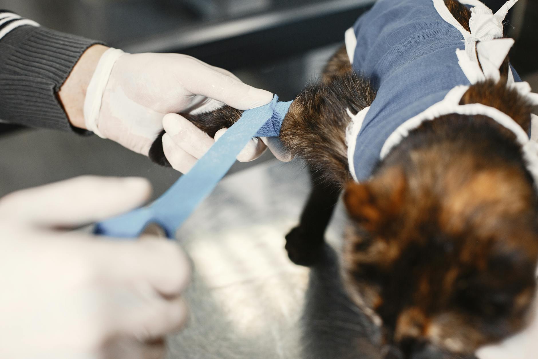 Cat Colds: Symptoms, Causes and Treatment Learn about feline upper respiratory infections, what causes them, and how to help your sniffling kitty feel better