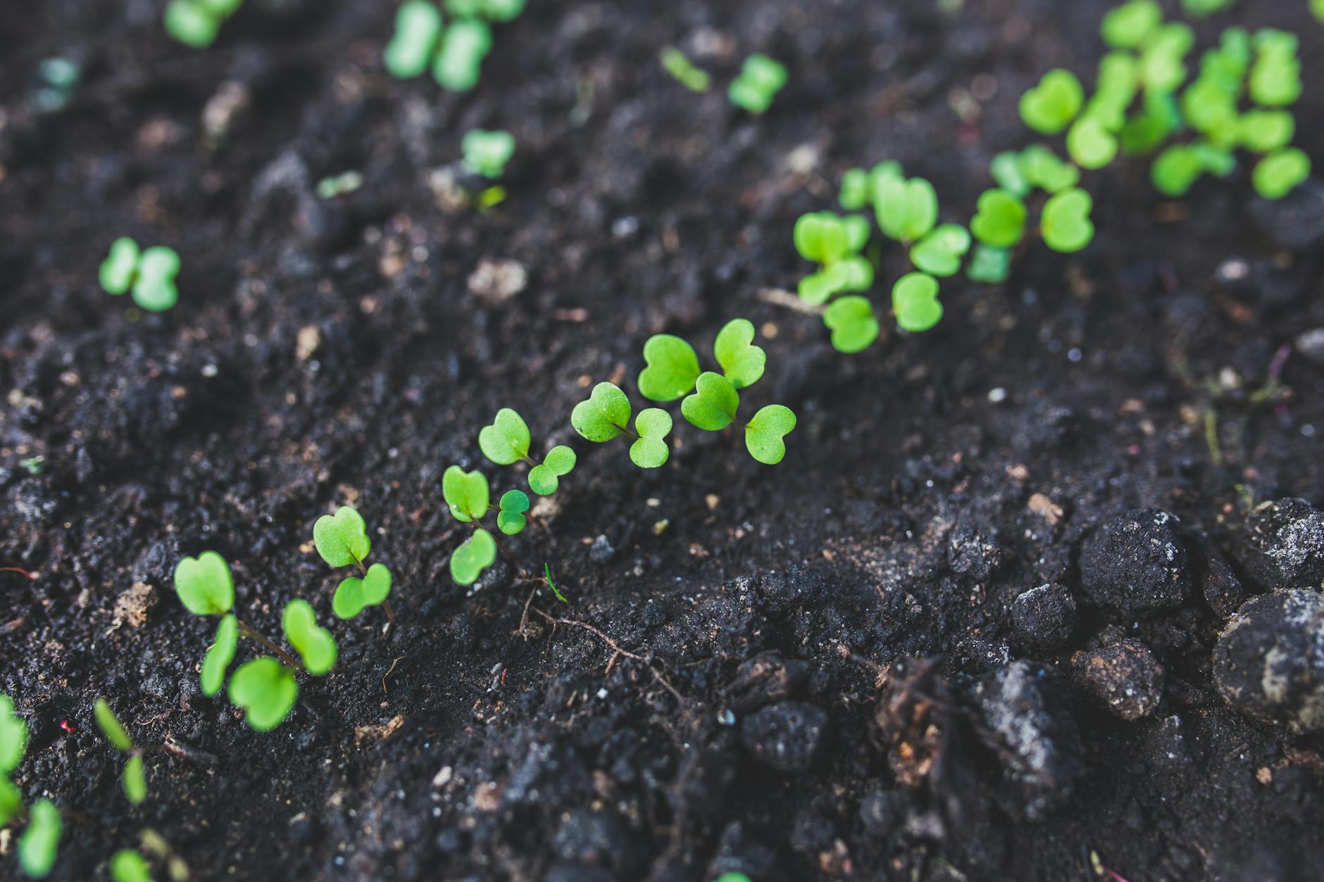 Arugula Companion Plants: The Ultimate Guide to Growing Success Discover which companion plants help arugula thrive and what to avoid for the healthiest, most productive garden beds.