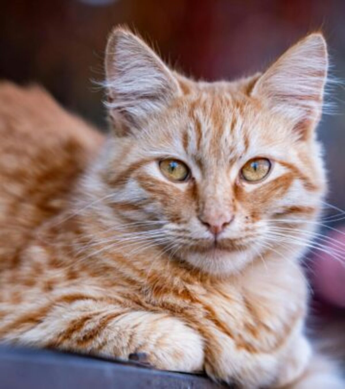 Kidney Disease in Cats: Symptoms, Causes, and Management Understanding the silent threat to feline health and how to recognize kidney disease early