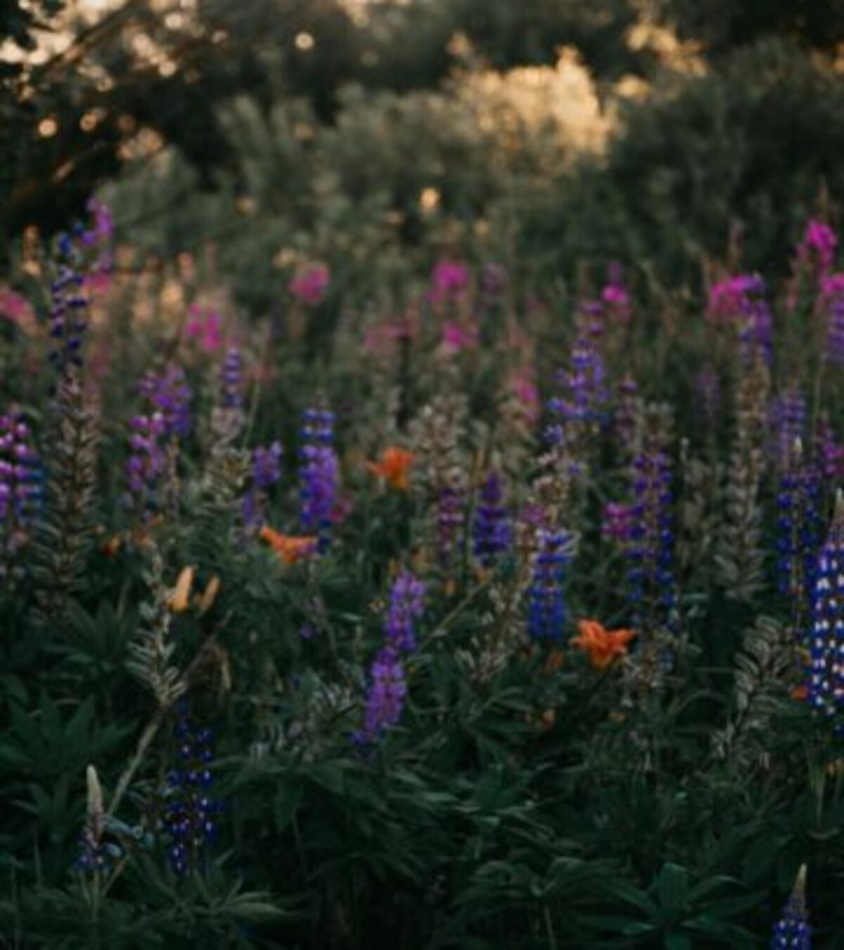 Explore the most vibrant orange lilies, care tips, and expert advice for a dazzling, colorful garden all season long.