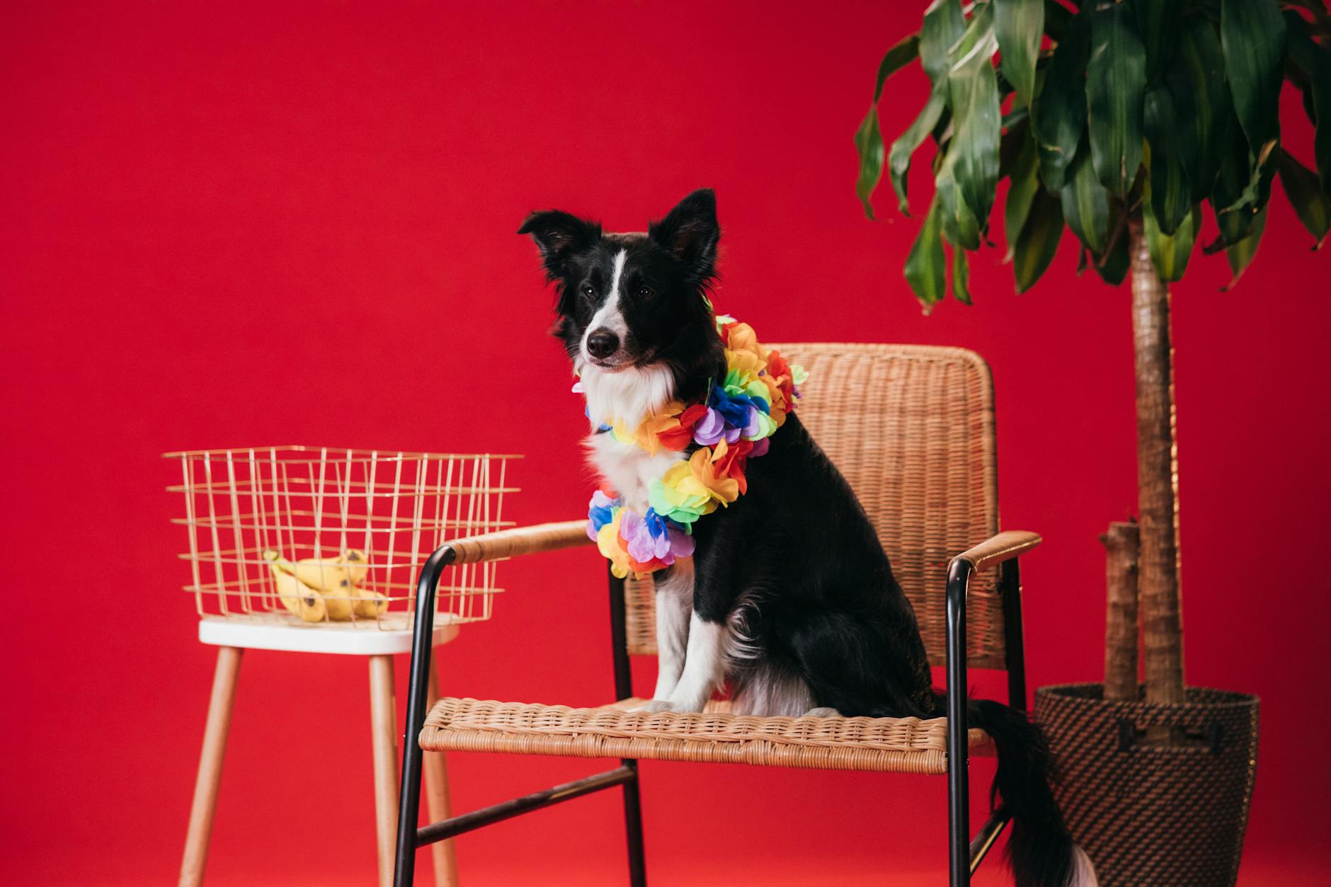 Can Dogs Eat Bananas? Safe Serving Sizes, Health Benefits, and Tips Discover how bananas can be a safe, nutritious, and enjoyable treat for your dog when served properly.