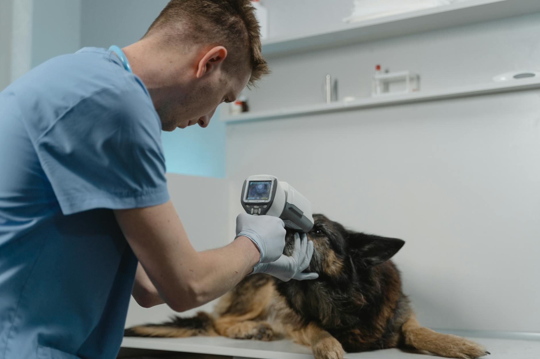 How to Get Rid of Worms in Dogs: Complete Guide to Treatment Understanding, identifying, and effectively treating intestinal parasites in your canine companion