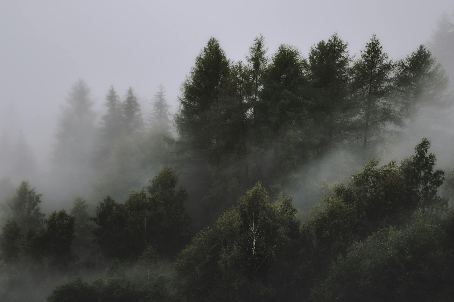 Explore the world’s remarkable pine tree species, from iconic Christmas trees to unique global natives, with care and identification tips.