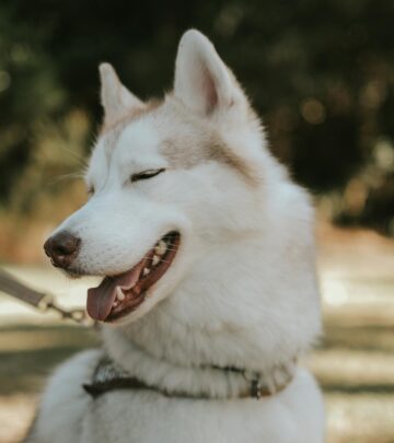 8 Key Differences Between Dogs and Wolves