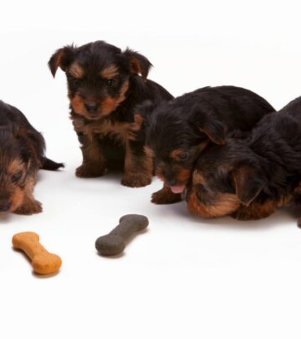 Best Vet Recommended Dog Food: 7 Top Picks For 2025 Discover expert-vetted choices for the healthiest, tastiest, and most reliable dog foods for every canine need.