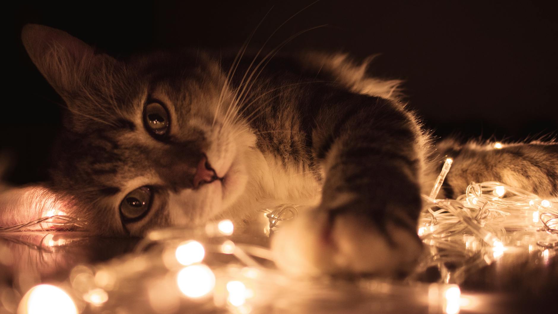 Alopecia in Cats: Understanding Feline Hair Loss and Its Causes A comprehensive guide to recognizing, diagnosing, and treating hair loss (alopecia) in cats for healthier feline skin and coats.