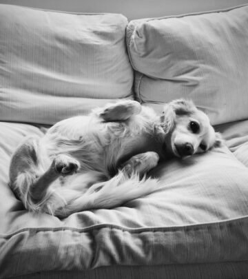 Cuterebriasis in Dogs: Understanding Botfly (Warble) Infestations
