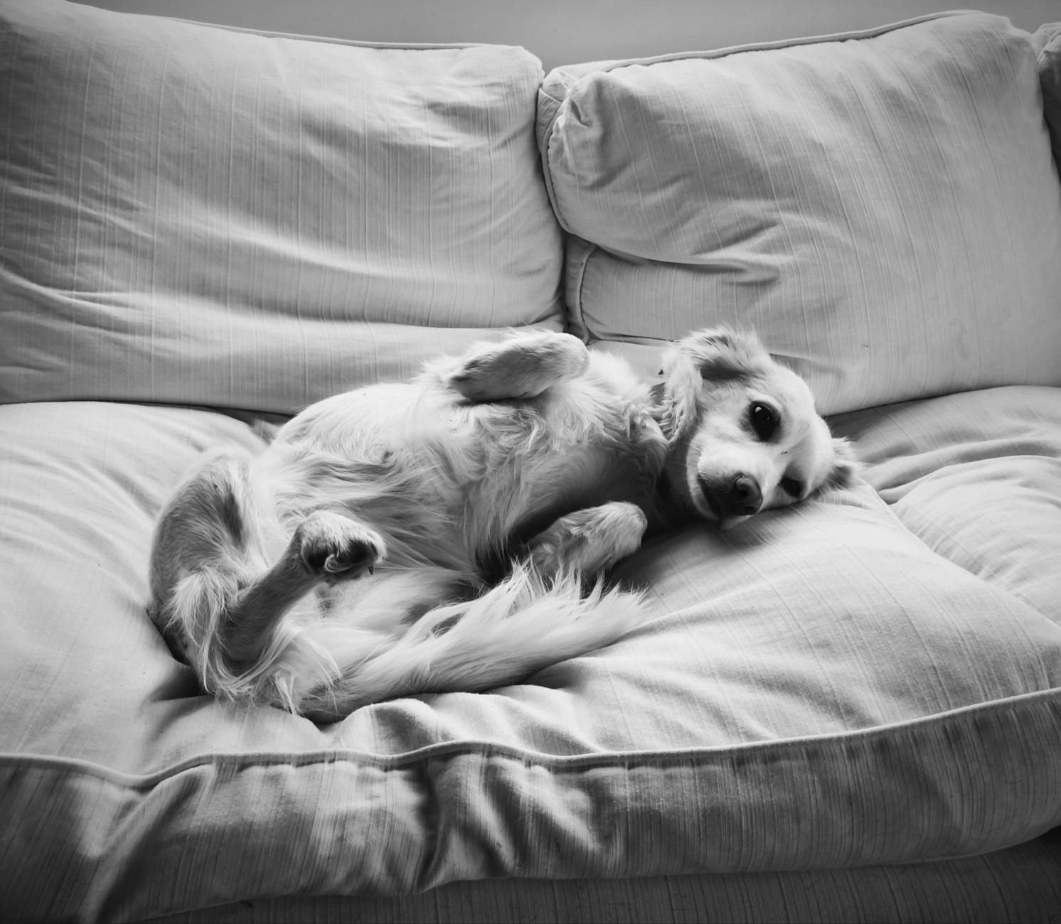 Cuterebriasis in Dogs: Understanding Botfly (Warble) Infestations A comprehensive guide to botfly (Cuterebra) infestations in dogs, including causes, symptoms, diagnosis, treatment, and prevention tips.