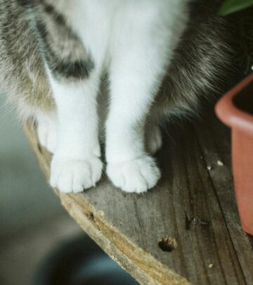 Wandering Jew Plant and Cats: Safety, Toxicity, and Essential Care Information