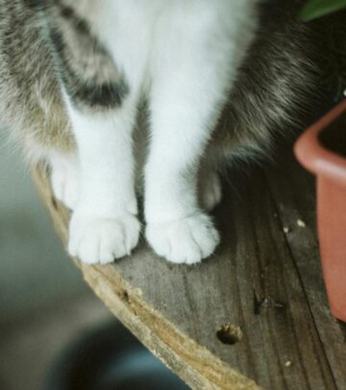 Wandering Jew Plant Toxic To Cats: A Comprehensive Guide Discover the risks, symptoms, and safety strategies for cat owners with Wandering Jew plants in the home.