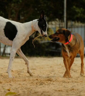 Mosquito Bites on Dogs: Risks, Symptoms, and Prevention