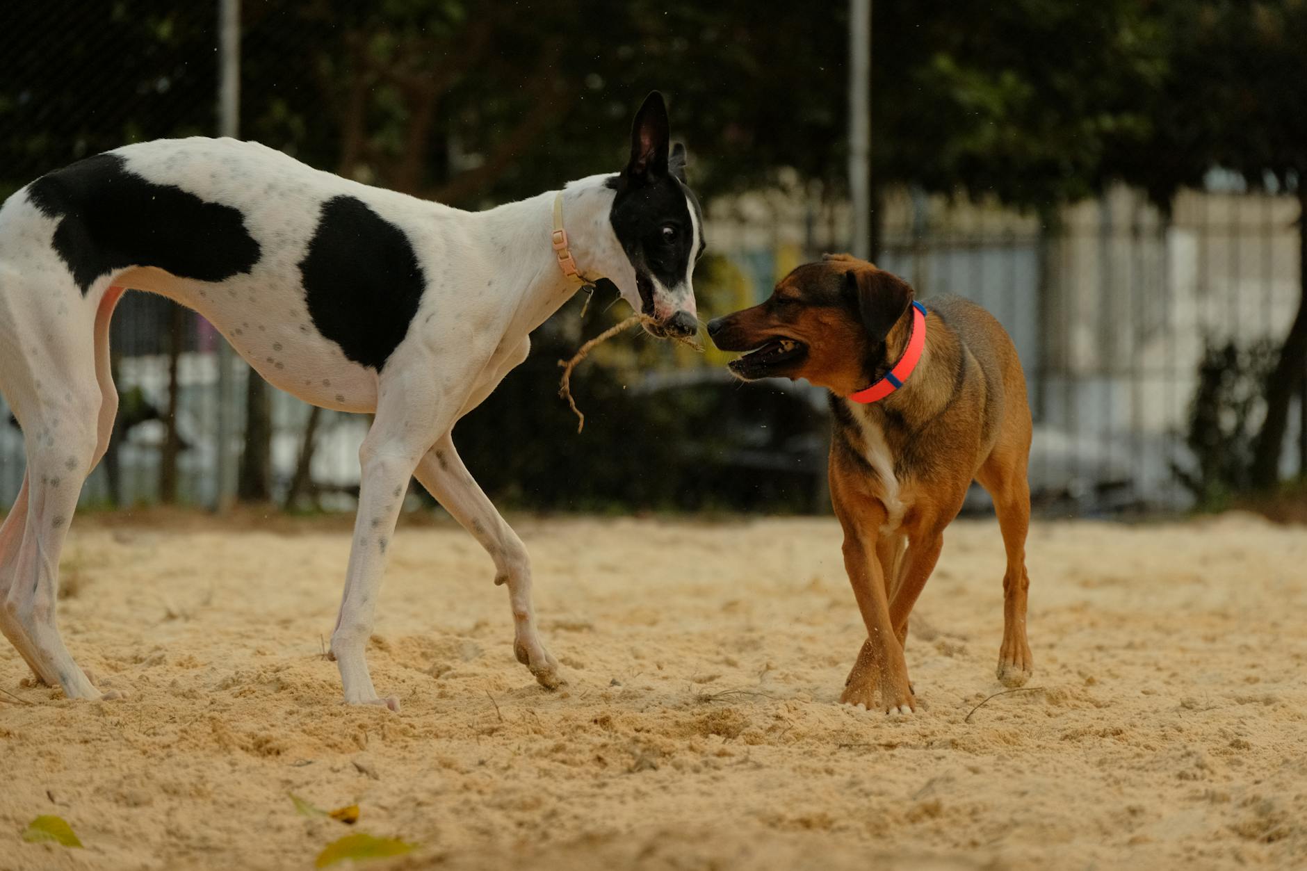 Mosquito Bites on Dogs: Risks, Symptoms, and Prevention Protect your furry friend from the hidden dangers of those pesky mosquito bites