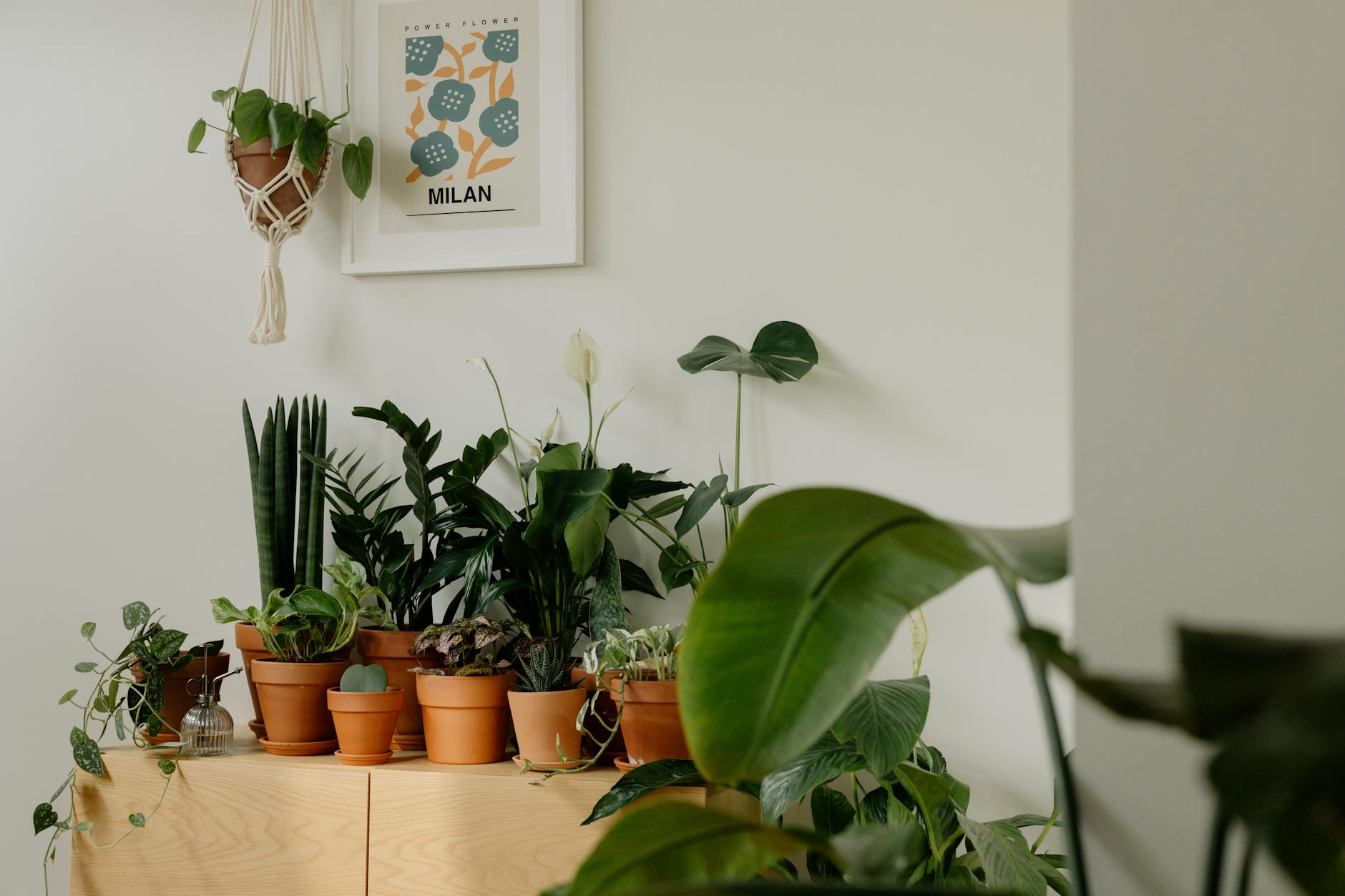 Exploring Philodendron Varieties: 57 Stunning Types for Your Home Discover the fascinating world of philodendrons with these 57 beautiful varieties for indoor and outdoor gardening