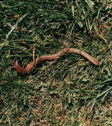 Maggots in Compost: Helpful Allies or Unwanted Guests?