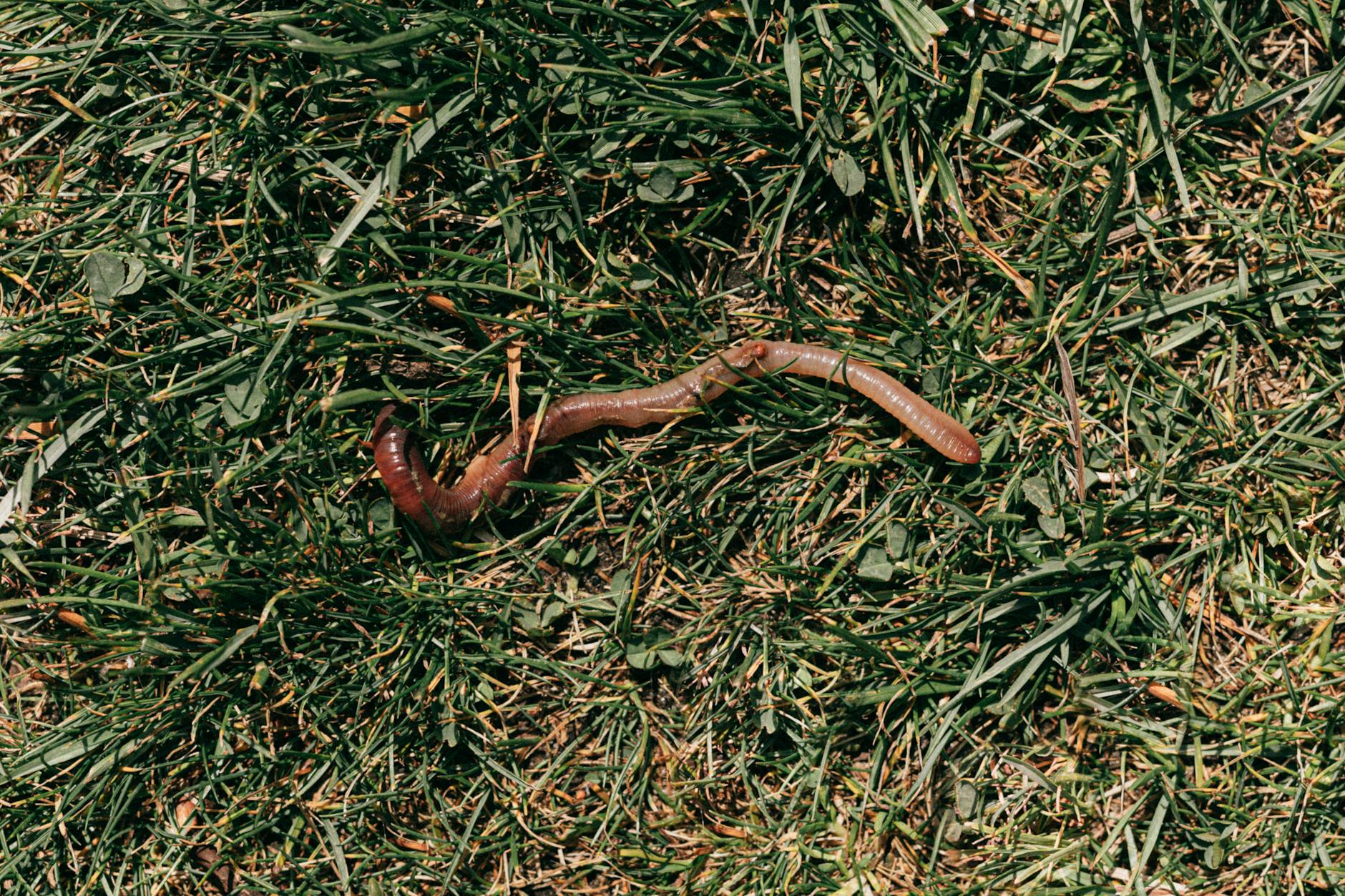 Maggots in Compost: Helpful Allies or Unwanted Guests? Discover why maggots appear in compost, their role in decomposition, tips for control, and how to keep your compost healthy and odor-free.