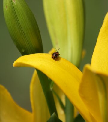Explore the vibrant world of lily hybrids, their captivating varieties, and essential growing advice for an exceptional garden.