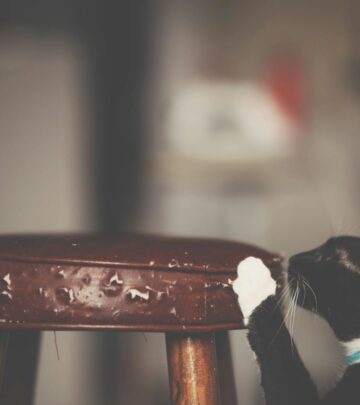 Blood in Cat Stool: Causes, Diagnosis, and What to Do