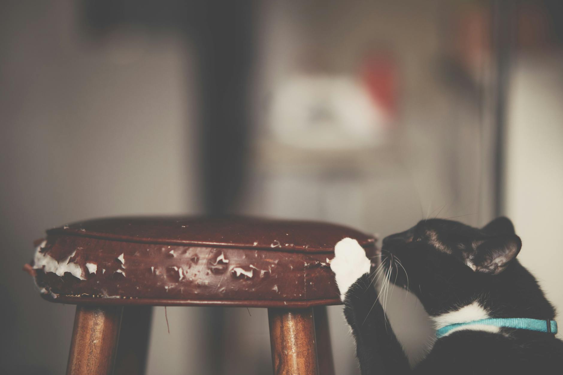 Blood in Cat Stool: Causes, Diagnosis, and What to Do Comprehensive guide to causes, diagnosis, and care for blood in your cat’s stool—know when to act and how to keep your feline safe.