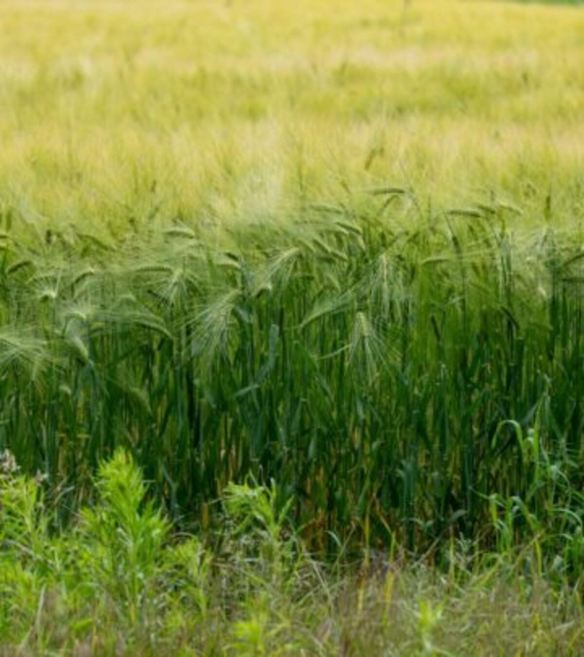 Wheat vs. Barley: Understanding the Key Differences Discover the distinctive characteristics, growing requirements, and uses of wheat and barley in your garden and kitchen
