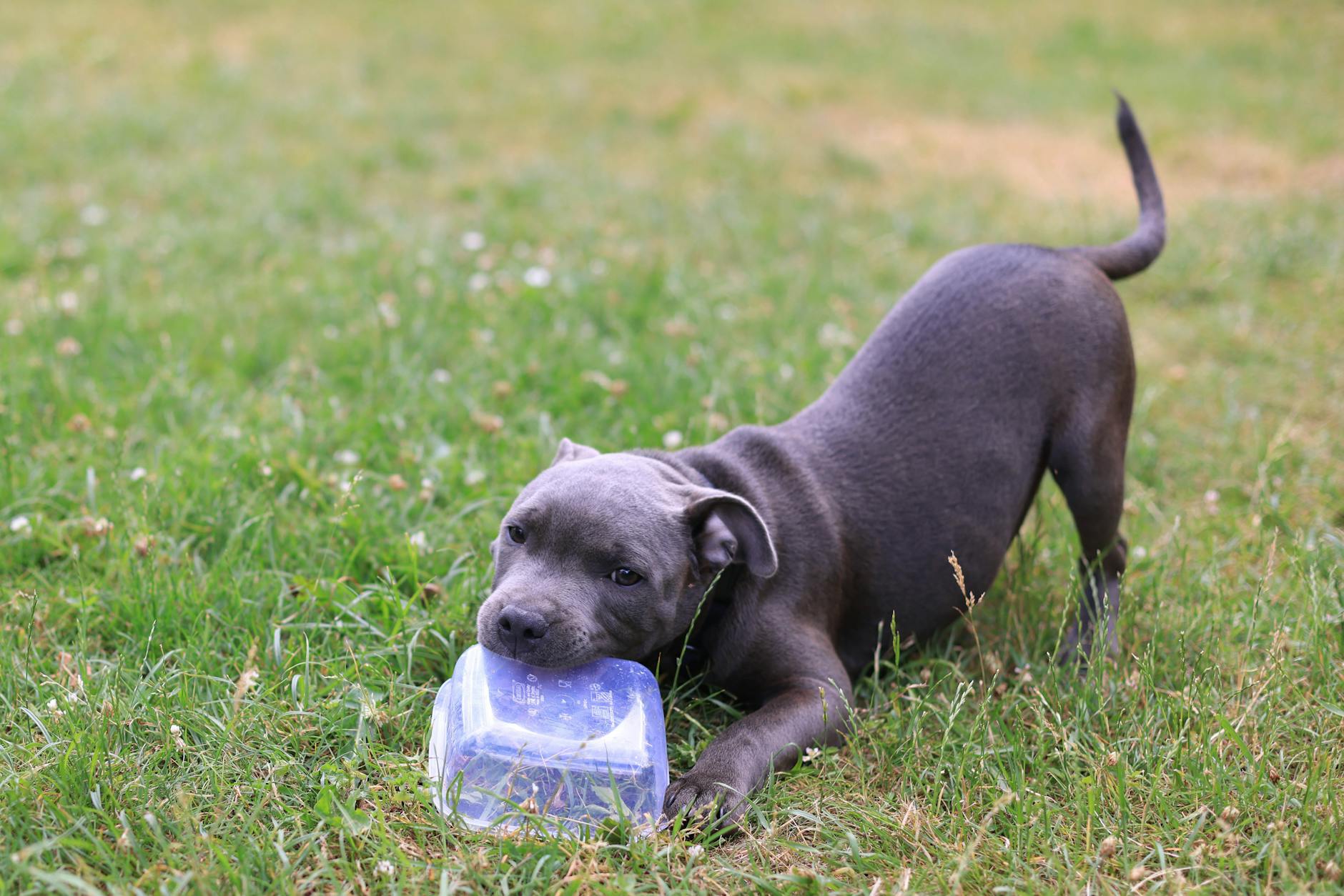 American Staffordshire Terrier Dog Breed: Complete Guide Discover the loyal, powerful, and misunderstood American Staffordshire Terrier breed
