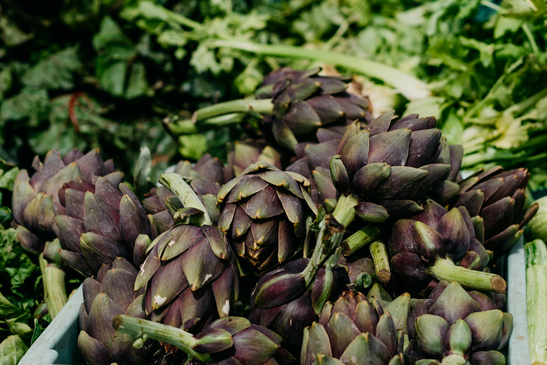 Unlock the secret to healthy artichokes and a thriving garden by mastering companion planting with these best and worst plant partners.