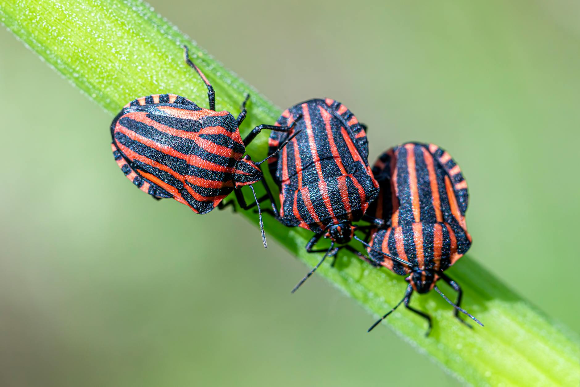 Pill Bugs: Garden Helpers or Harmful Pests? Discover everything about pill bugs—their biology, benefits, and risks in your garden, plus tips for management and FAQs.