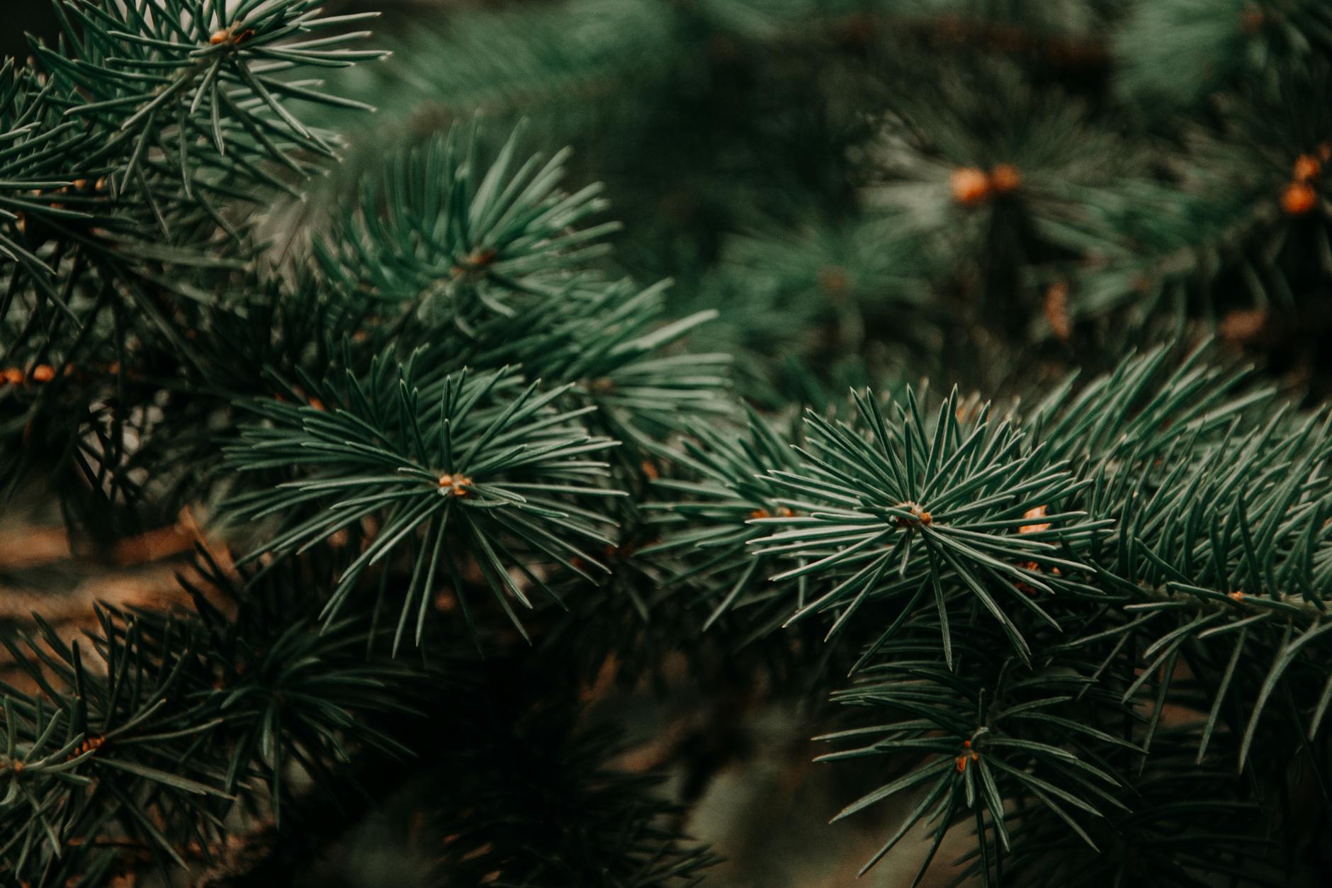 Pine Tree Growth Rates: What You Need To Know Discover the incredible growth potential of pine trees and how to maximize their development in your landscape