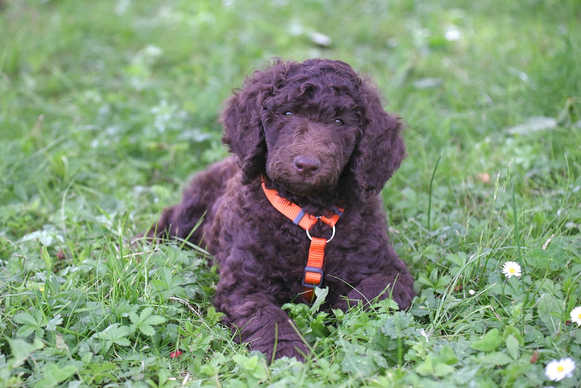 Miniature Poodle: The Elegant, Intelligent, and Lovable Companion Discover the history, temperament, care, and health essentials of the versatile Miniature Poodle—your ideal family companion.
