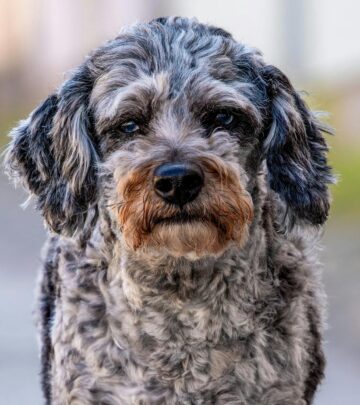 Aussiedoodle: The Ultimate Guide to This Intelligent Hybrid Breed