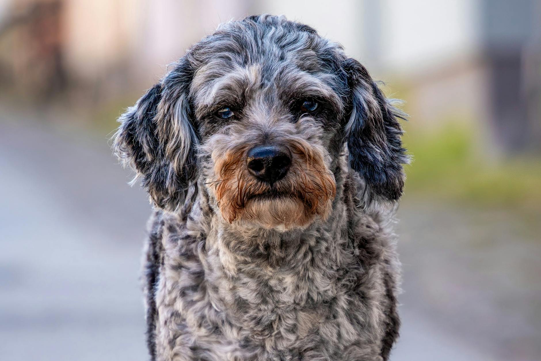 Aussiedoodle: The Ultimate Guide to This Intelligent Hybrid Breed Discover everything about the lovable, energetic, and smart Aussiedoodle - a perfect blend of Australian Shepherd and Poodle traits