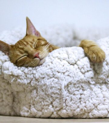 Cat Sleeping Positions and What They Mean: The Ultimate Guide