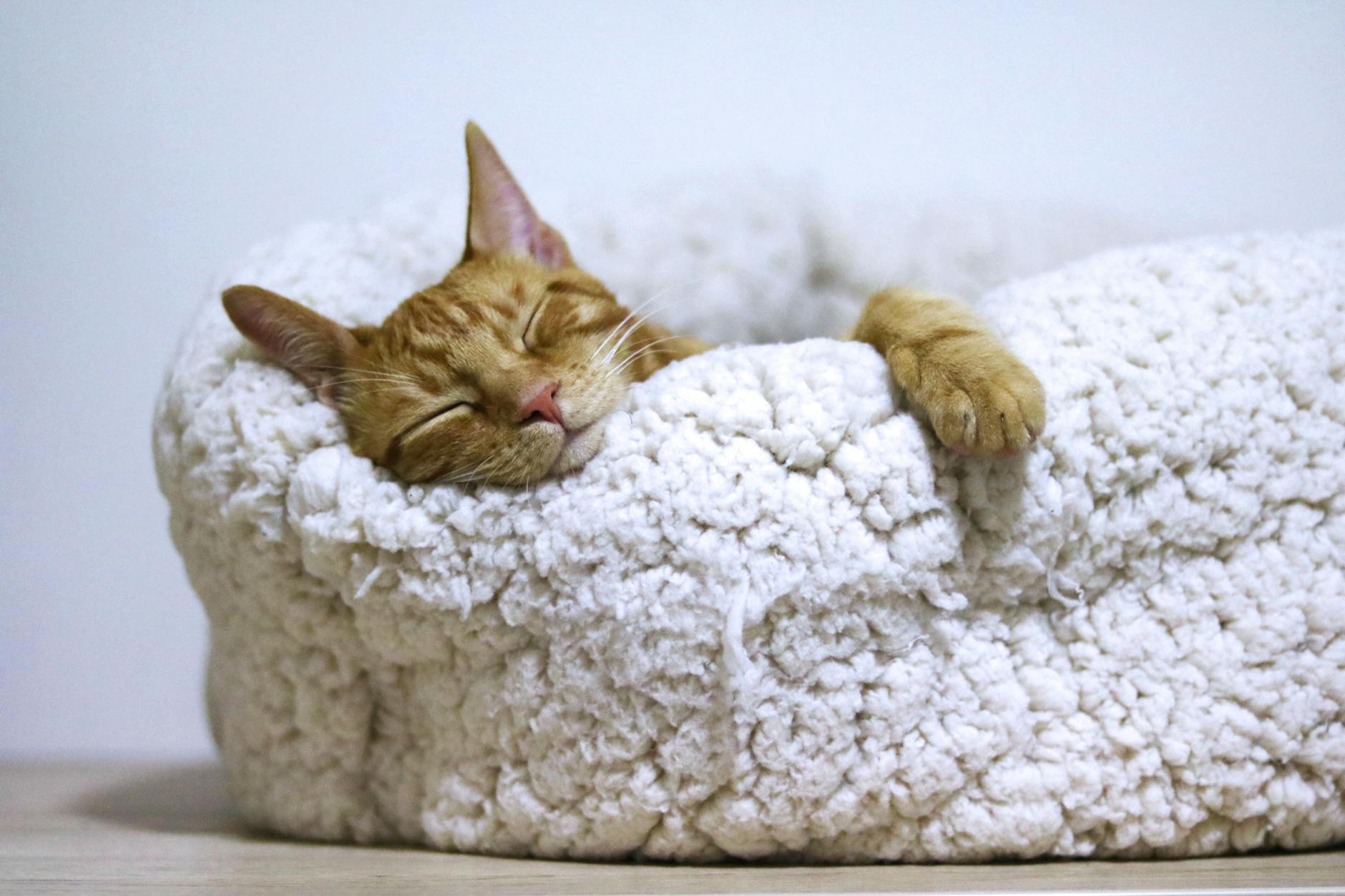 Decode your cat's unique sleeping positions and discover what each posture reveals about their health, trust, and happiness.