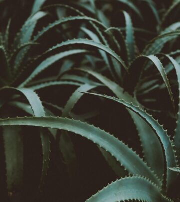 37 Unique Aloe Varieties: A Complete Guide for Every Gardener