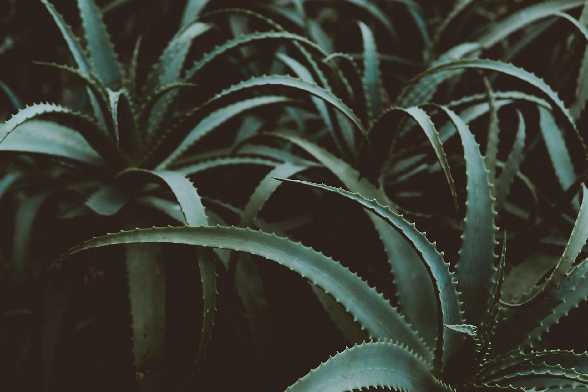 Explore the stunning diversity of aloe plants—from classic medicinal aloe to rare garden gems—with profiles and growing tips for every type.