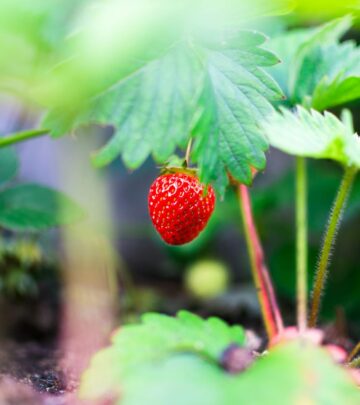 Strawberry Growth Stages: From Planting to Fruit Harvest
