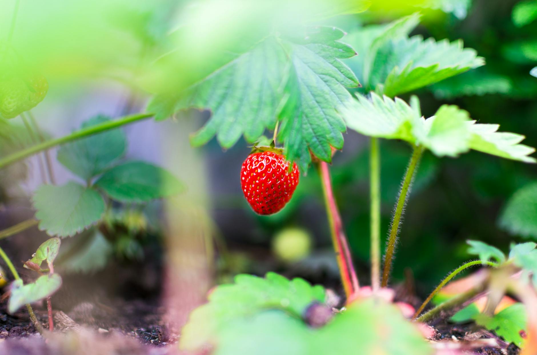 Strawberry Growth Stages: From Planting to Fruit Harvest Unlock the secrets of strawberry growth, from planting and flowering to successful fruit harvests in your garden.