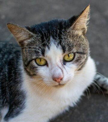 Ear Mites in Cats: Causes, Symptoms, and Treatment Options