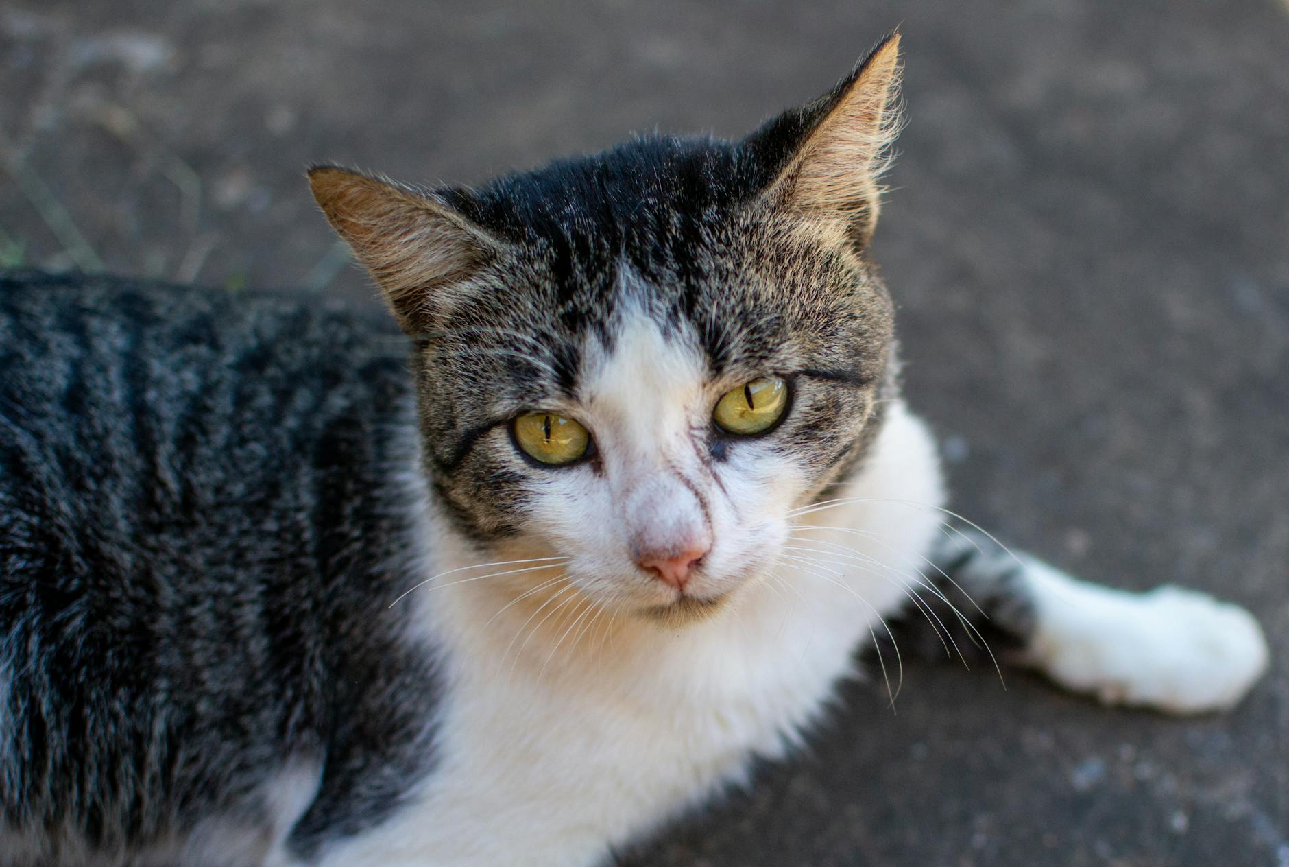 Ear Mites in Cats: Causes, Symptoms, and Treatment Options Understanding ear mites in cats: identification, prevention, and effective treatment approaches