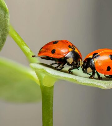 The Spiritual Meanings Behind Ladybugs: Symbols of Good Fortune