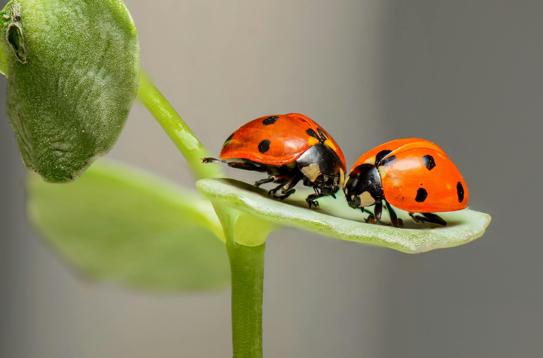 The Spiritual Meanings Behind Ladybugs: Symbols of Good Fortune Discover why these spotted insects have been revered across cultures as harbingers of prosperity and protection