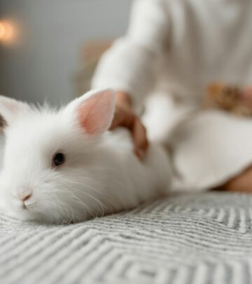 Lionhead Rabbit Breed: Care, Traits, and Lifelong Companionship