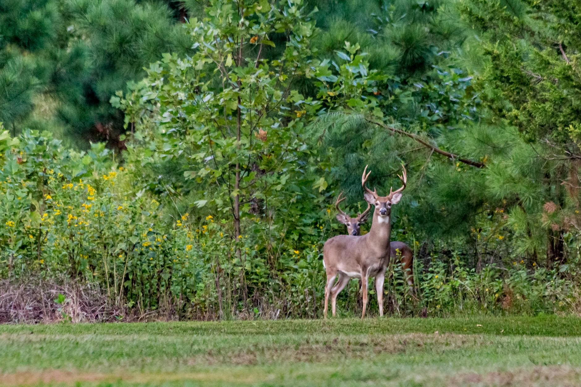 Do Deer Eat Coleus? Understanding Deer Behavior in Your Garden Discover if deer are targeting your coleus plants and learn effective strategies to protect them