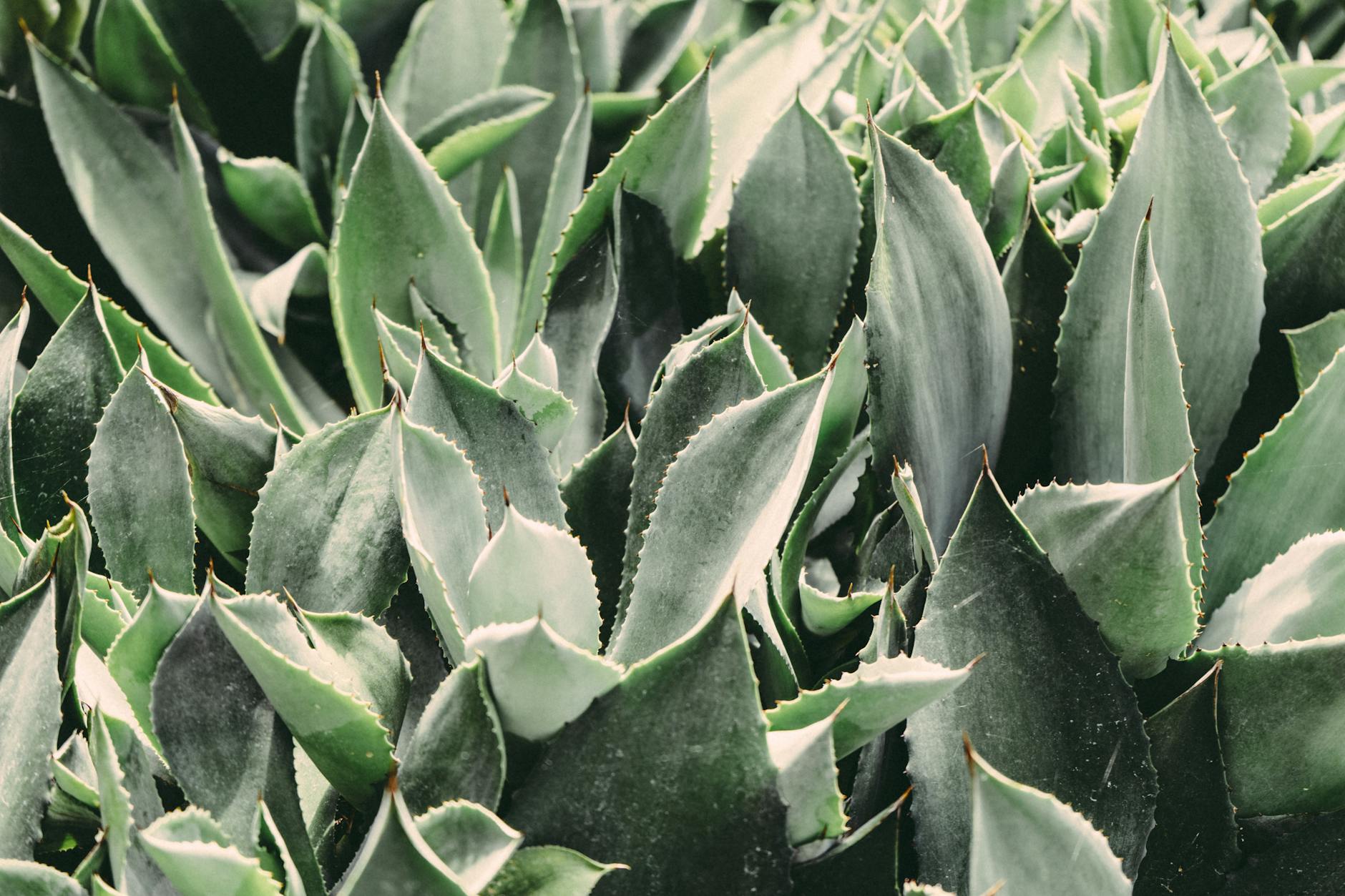 Aloe Vera Sunlight Needs: The Ultimate Guide to Growing Healthy Aloe Plants Achieve lush, thriving aloe vera by mastering direct and indirect sunlight essentials for indoor and outdoor success.