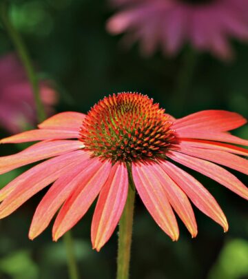 How to Successfully Transplant Coneflowers in Your Garden