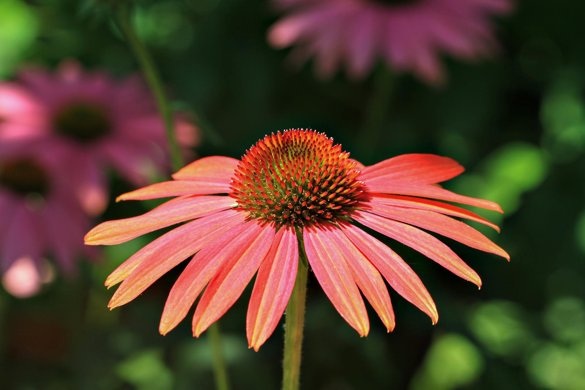 How to Successfully Transplant Coneflowers in Your Garden Learn the best techniques for transplanting coneflowers to ensure healthy growth in your garden