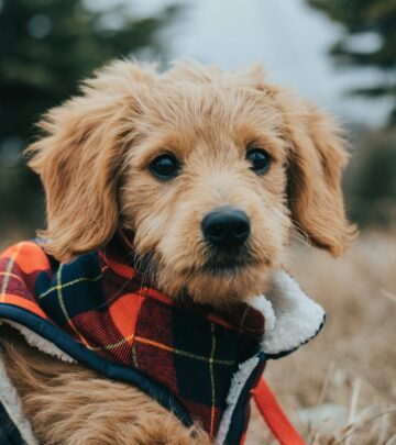 12 Goldendoodle Haircuts to Keep Your Pup Stylish All Year